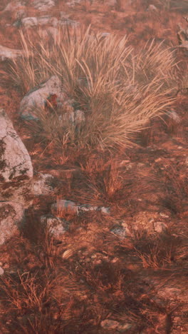 dry grass and rocks