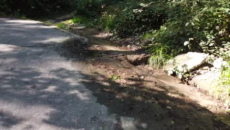 zoom-out-water-streak-leaking-onto-pavement-road-pure-water-streak-from-green-forest-nature