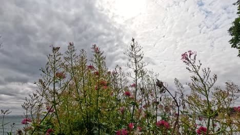 pink flowers under a cloudy sky in scotland