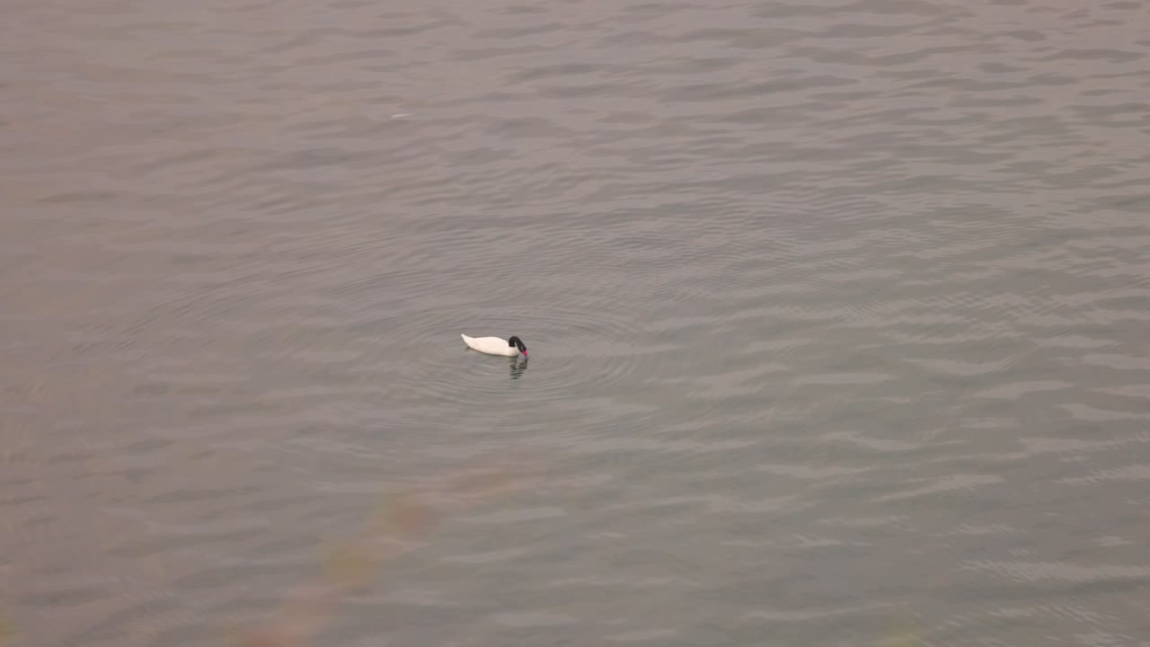 Lonely swan swimming in Castro, Chilo&eacute; south of Chile