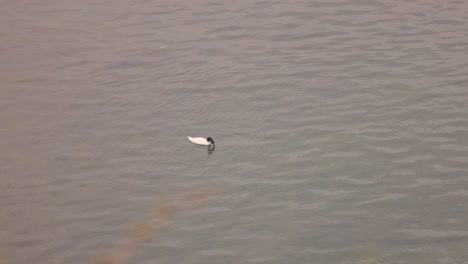 Lonely-swan-swimming-in-Castro,-Chiloé-south-of-Chile