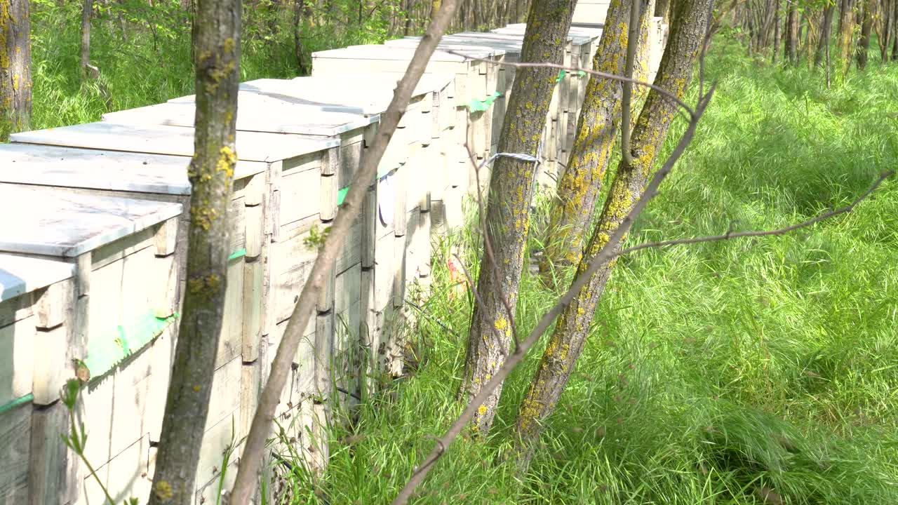 Row of beehives in forest collecting canola and acacia honey in spring sunlight