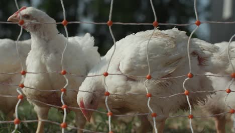 Observe-the-delightful-sight-of-chickens-enjoying-their-meal-behind-a-protective-fence,-creating-a-heartwarming-farmyard-scene