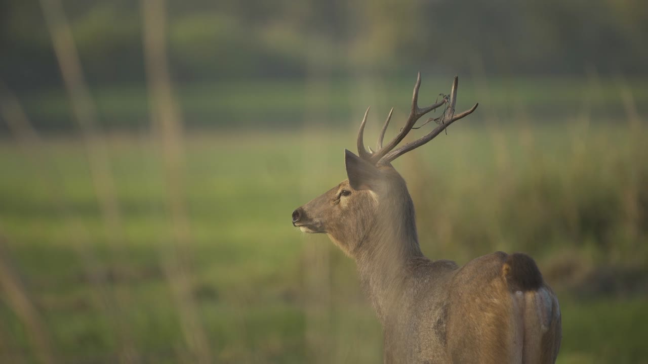 ciervo sambar alerta mirando depredador distante