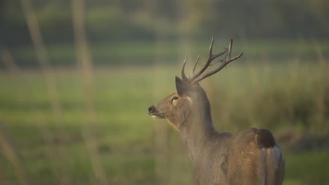 Aufmerksamer-Sambar-Hirsch,-Der-Entferntes-Raubtier-Betrachtet