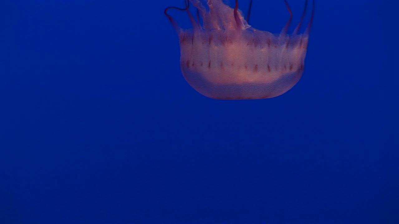 toma submarina de una medusa flotando en el agua