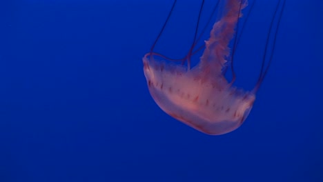 toma submarina de una medusa flotando en el agua