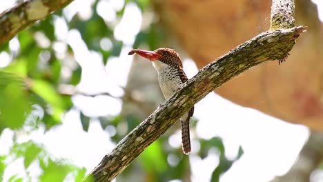 Un-Martín-Pescador-De-árboles-Y-Una-De-Las-Aves-Más-Hermosas-Que-Se-Encuentran-En-Tailandia-Dentro-De-Las-Selvas-Tropicales