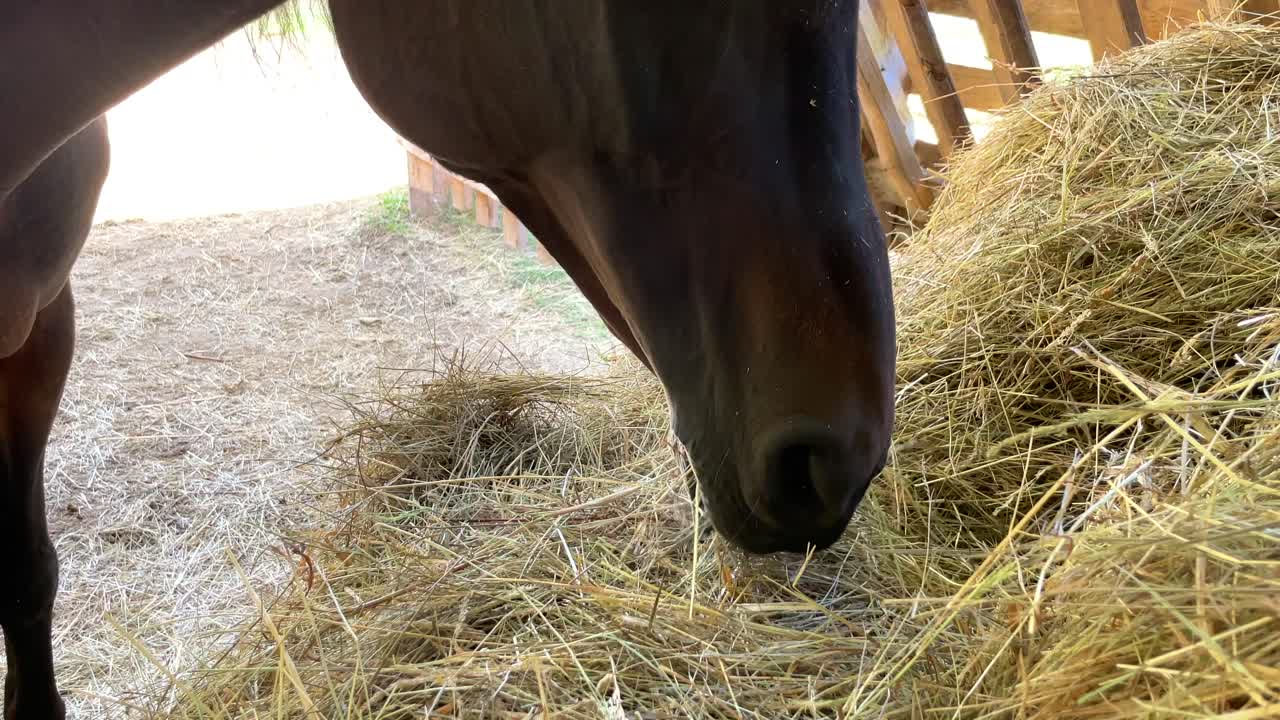 Close up of dark brown horse mouth eating from pile of dried hay, farm concept