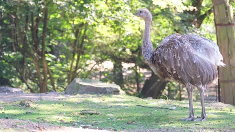 ostrich a terrestrial bird stands in grass park amidst natural landscape. a magnificent bird with a long beak, an ostrich, stands gracefully in the grassy park surrounded by natural landscape