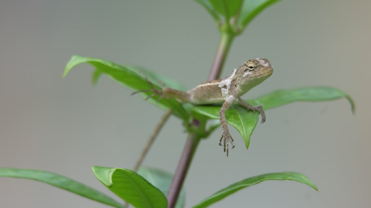 Lizard perched on green leaves, close-up with soft background, displaying wildlife in a natural habitat