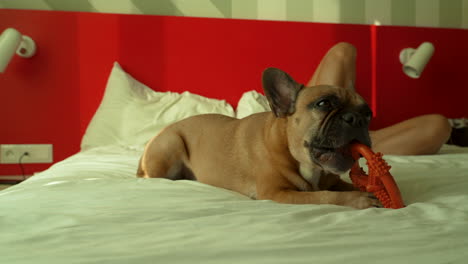 un bulldog francés yace en una cama, masticando con satisfacción un juguete naranja brillante