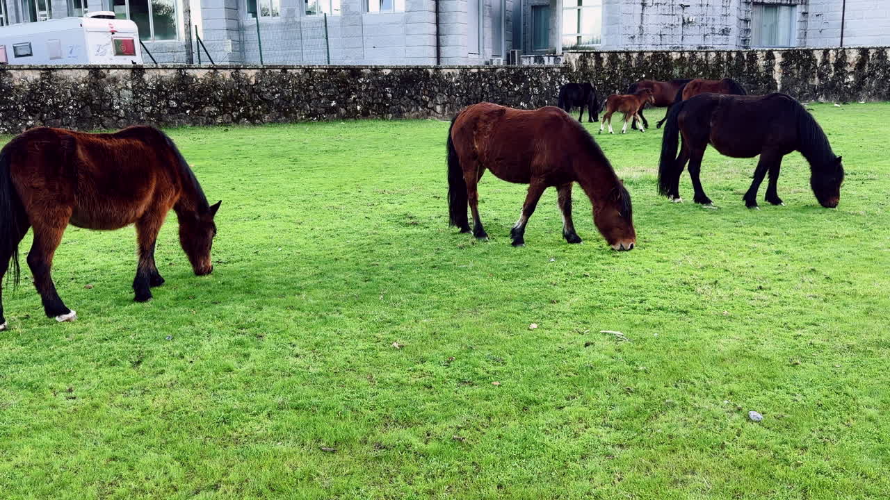 スペイン、ロビオスで緑の草を自由に食む野生の馬の群れ。