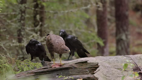 Opportunistic-ravens-steal-food-from-behind-feeding-buzzard,-frontal-shot