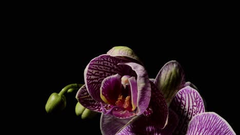 vibrantes orquídeas púrpuras florecen contra un fondo oscuro mostrando patrones intrincados y características delicadas en la luz natural