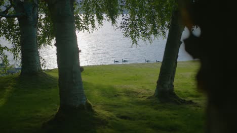 a group of four geese swimming on the coastline of a luxury property in lions bay with the sun reflecting on its waters