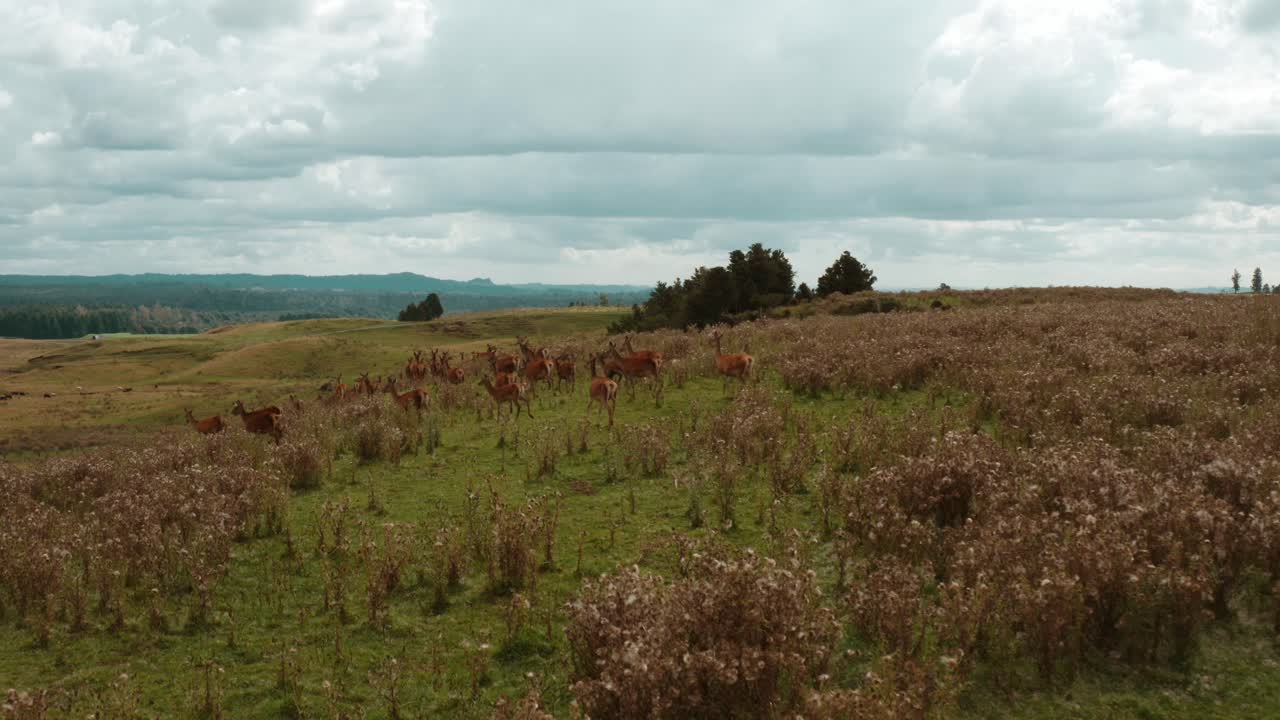 Rebanho de cervos vermelhos migrando em paisagem montanhosa da Nova Zelândia, vista aérea