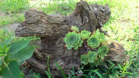 hermosa planta houseleek que crece en el tronco del árbol