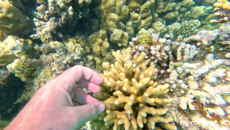 male hand reaches out touching soft coral of acropora and branching forms in clear water