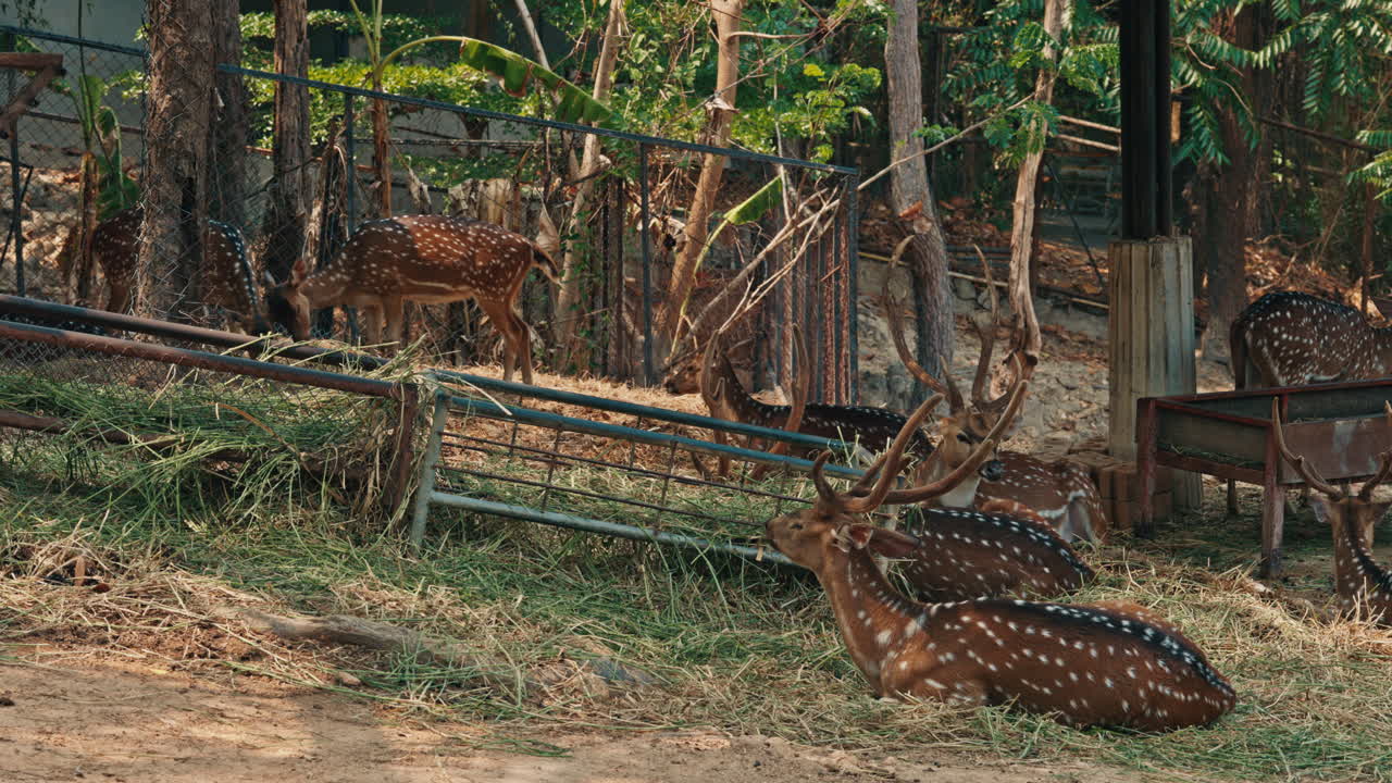 Spotted Deer in a Grassy Enclosure