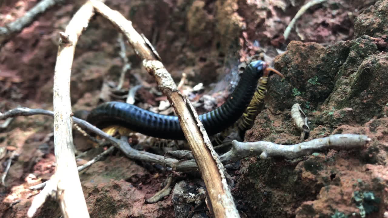 Focus finds millipede insect walking