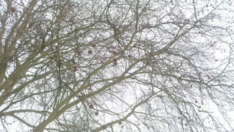 chestnuts on tree in winter