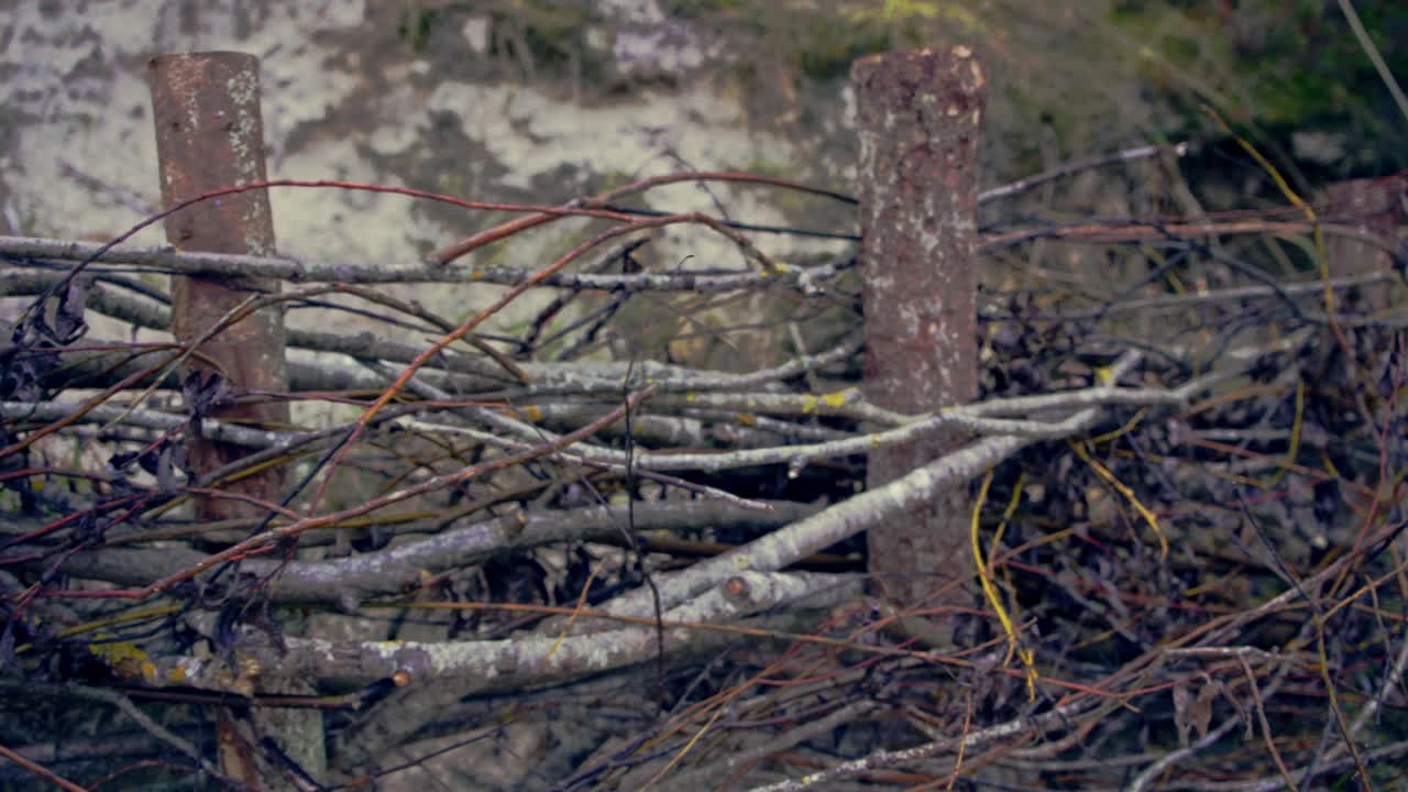 나무에서 발트해 연안의 울타리