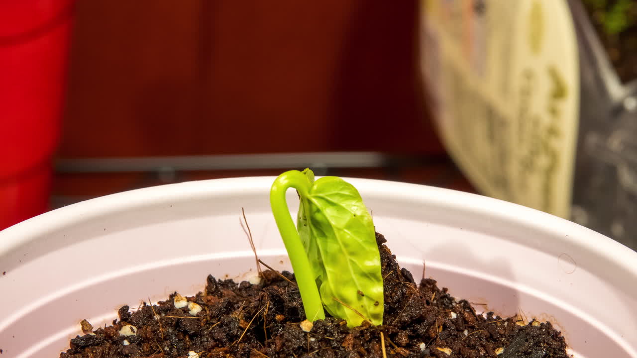 Time lapse