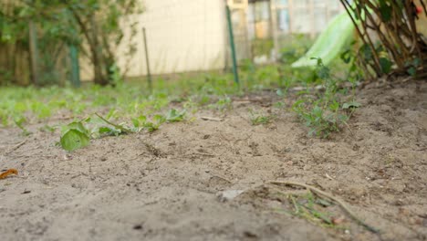 el perro collie de raza pura se levanta de un suelo arenoso, de cerca