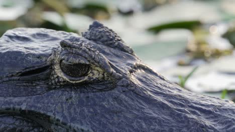 Extreme-close-up-shot-of-Yacare-Caiman-eye-basking-in-Ibera-wetlands