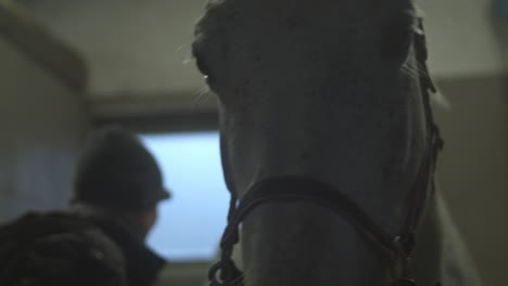 cabeza de caballo en foco como cepillos de mano estable en segundo plano, primer plano