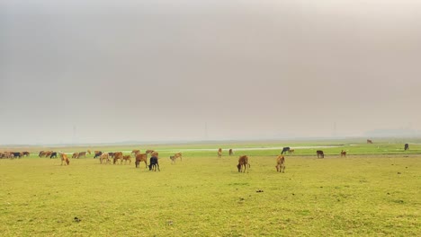 Captivating-cows-at-peace-in-Bangladesh's-green-landscapes