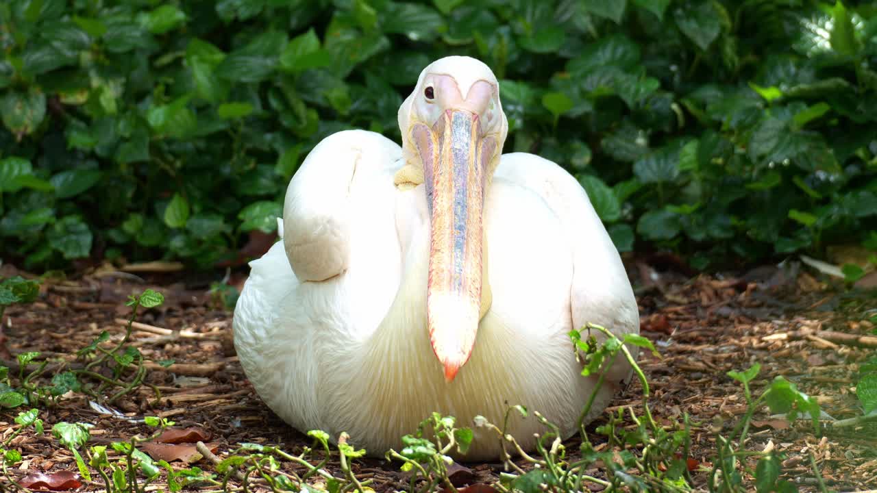Un grande pellicano bianco (Pelecanus onocrotalus) riposa a terra, dorme con un occhio aperto, in primo piano.