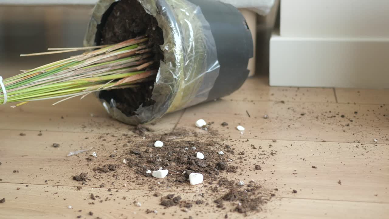 Fallen Plant Pot with Spilled Soil on Wooden Floor