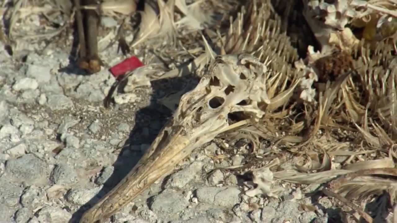 하와이 해변을 따라 죽은 새 안에서 발견된 해양 쓰레기 쓰레기 정크와 잔해 1