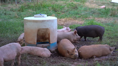 Einige-Schweine-Wühlen-Auf-Der-Weide-Herum-Und-Schauen-In-Den-Schweinefütter