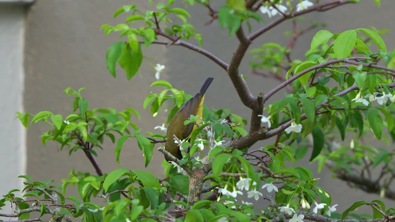 수 올리브 뒷면 새가 와이티아 르네르티아 나가지에 앉아 정원에서 물 재스민 식물의 꽃의 달한 타르를 추출하고 먹는다.