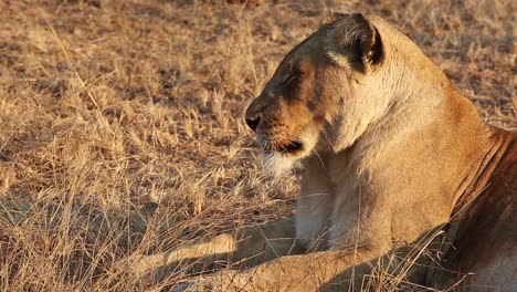 close-up of a tired lioness falling asleep sitting in the grass in the wild of africa