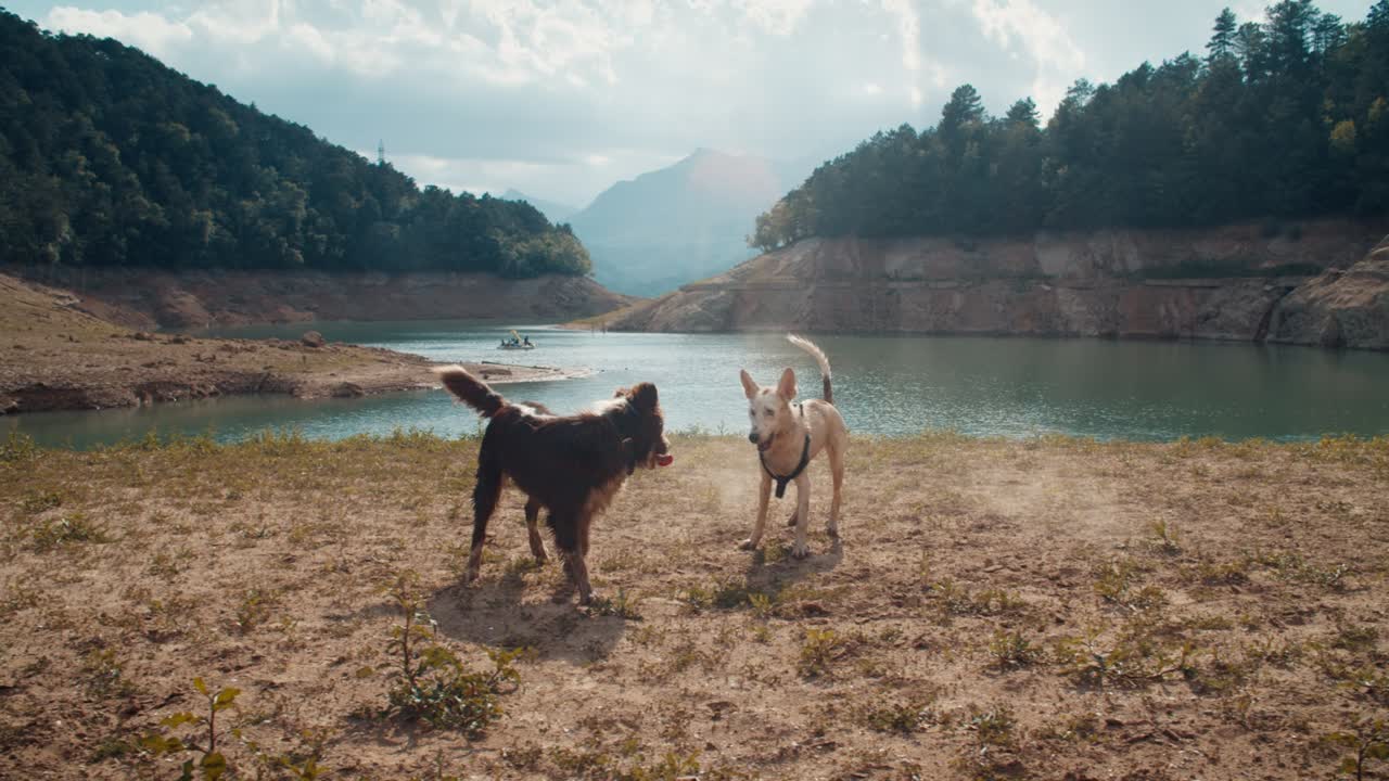 Due cani giocosi e amichevoli corrono e saltano sulla riva del lago in una soleggiata giornata estiva