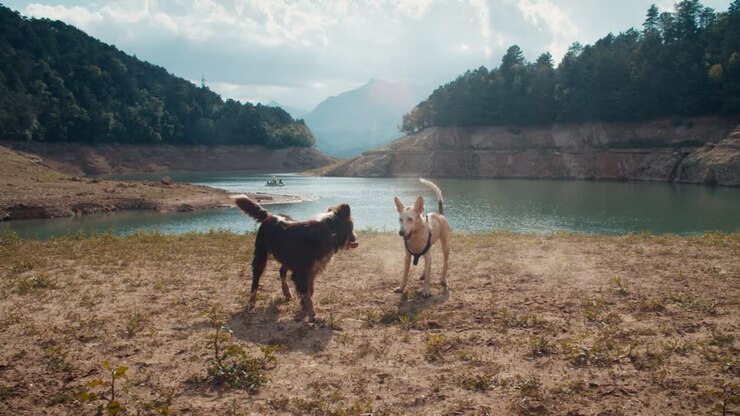 Due cani giocosi e amichevoli corrono e saltano sulla riva del lago in una soleggiata giornata estiva