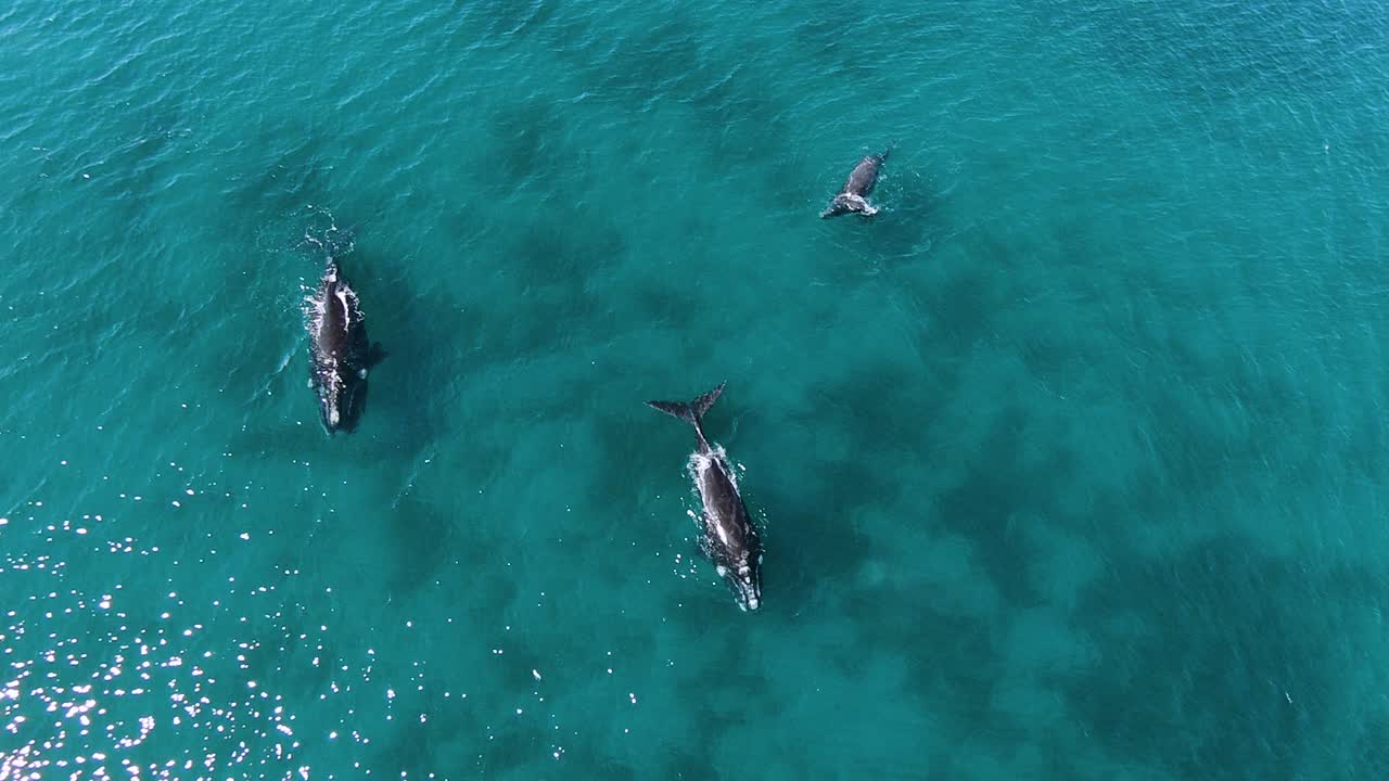 hermosas ballenas francas australes en aguas claras y poco profundas - cámara lenta aérea