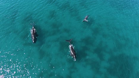 Hermosas-Ballenas-Francas-Australes-En-Aguas-Claras-Y-Poco-Profundas---Cámara-Lenta-Aérea