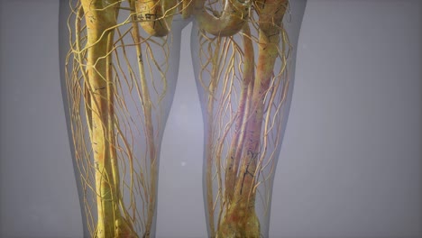 complete close-up view of the skeletal system with transparent body