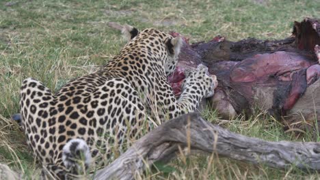 disparó desde detrás de un leopardo mientras se alimentaba de su presa, antelope abierto