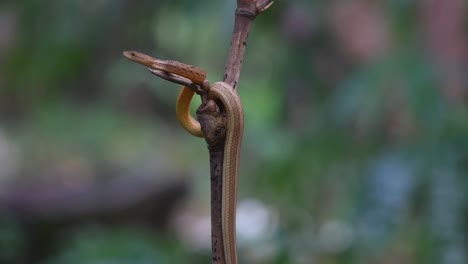 perched on a bamboo twig moving and adjusting itself while facing towards the left