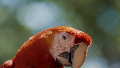 Macro-close-up-of-wild-Macaw-Parrot-and-nerving-insect-resting-on-beak