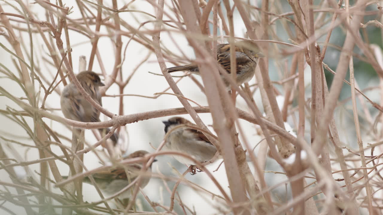 House sparrows in tree in winter with snow falling