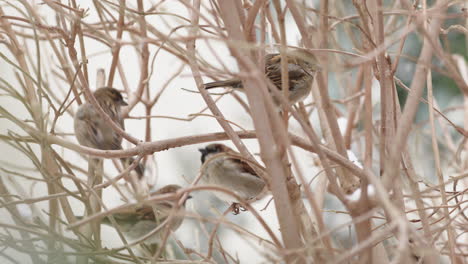 house sparrows in tree in winter with snow falling