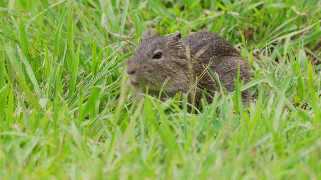 A wild cavy forages amidst vibrant green grass, showcasing natural behavior. Ideal for wildlife documentaries or educational content.