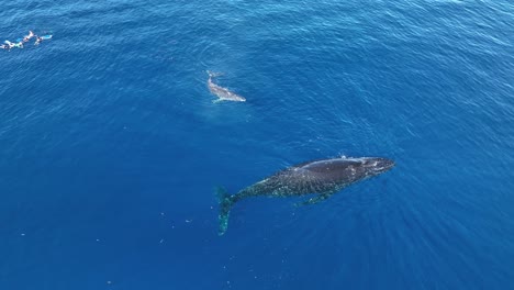 snorkelers swimming near the female humpback whale and calf in moorea island, french polynesia